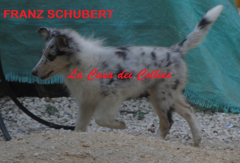 COLLIES FRANZ
